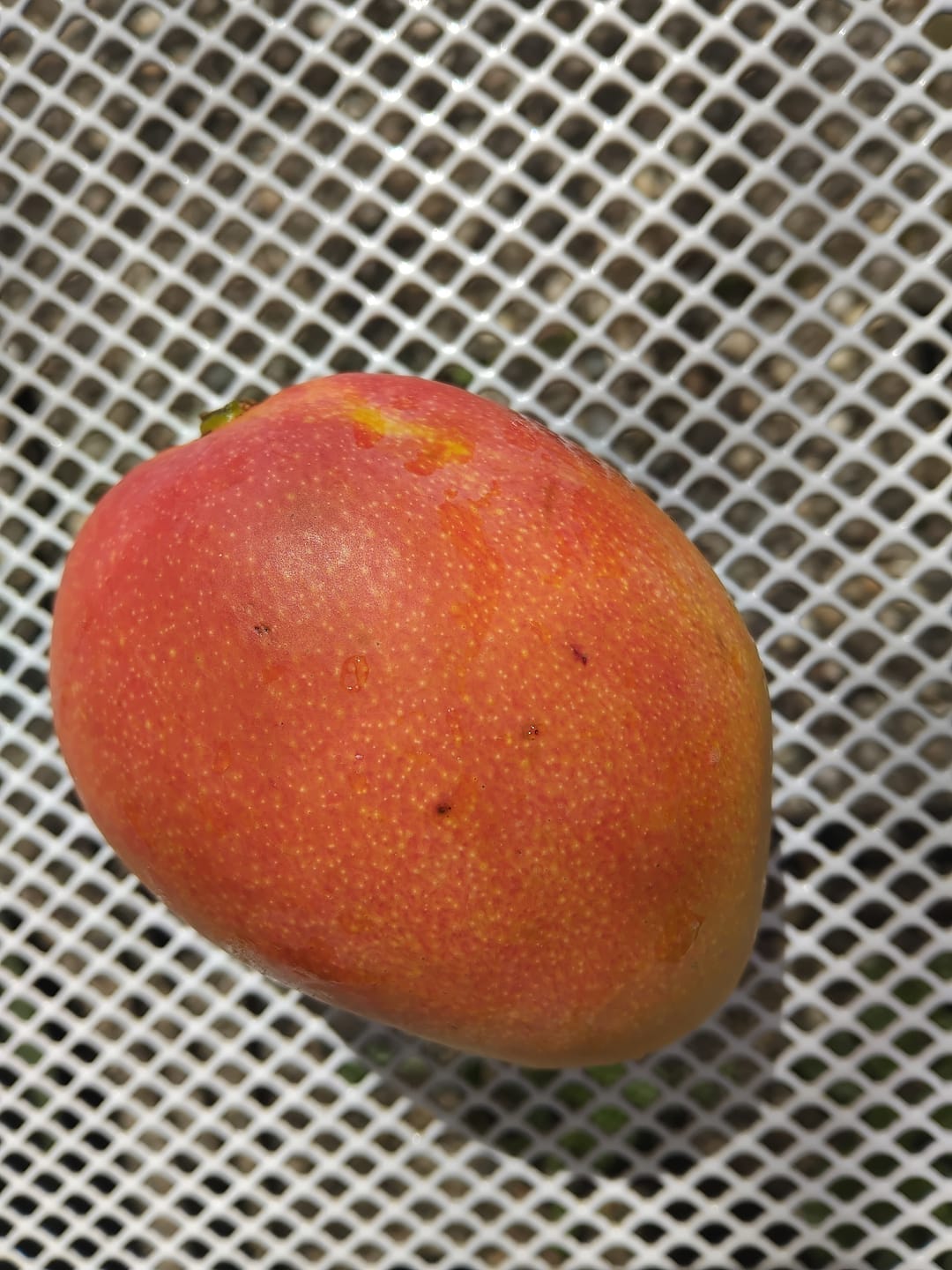 Customer photo review of Mango Haden Bio baumgereift Sonderaktion %