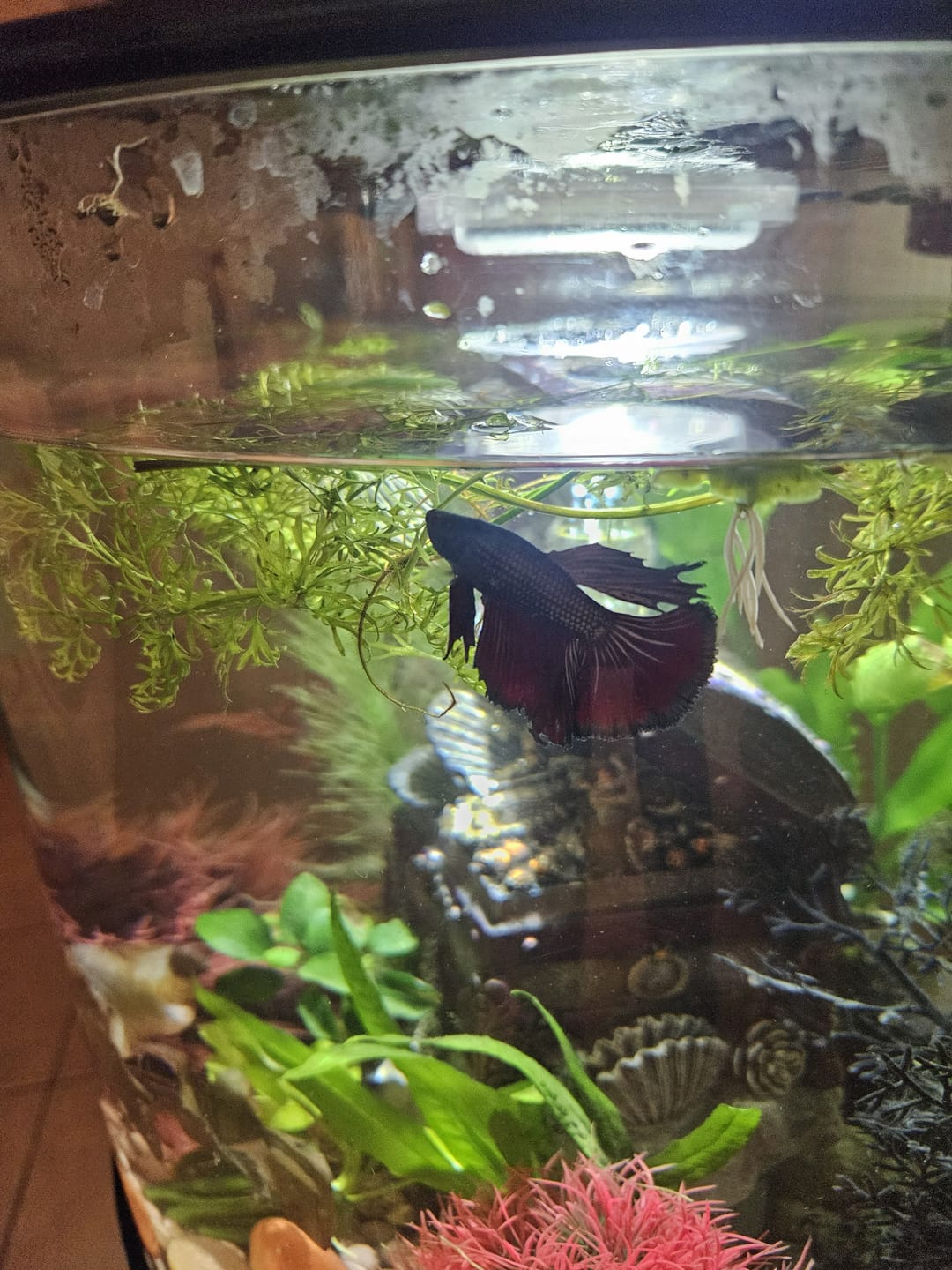 Customer photo review of Red Copper Halfmoon Male Betta Fish
