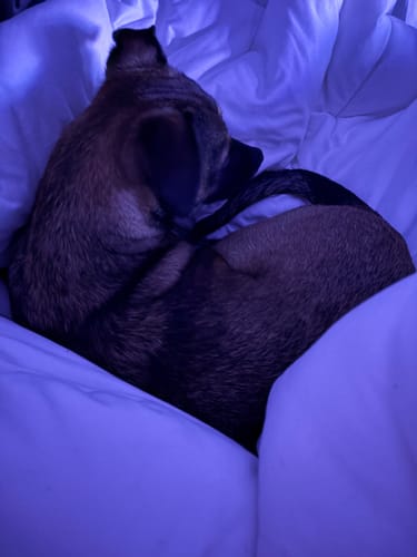 Customer photo review of MarshMellow Comforter