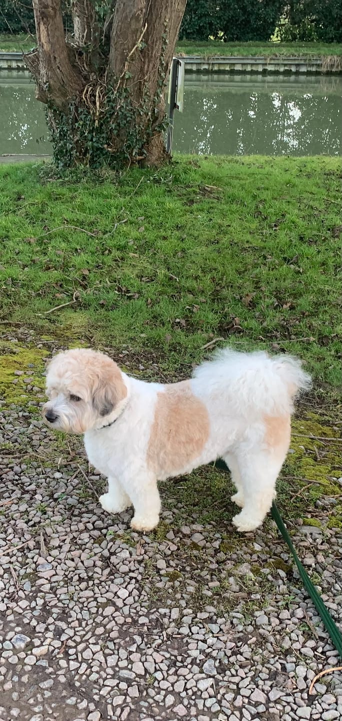 Customer photo review of Dog Spray
