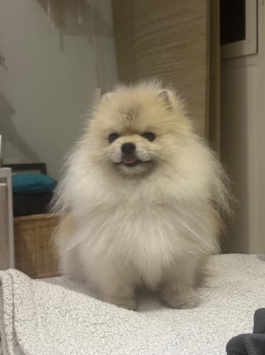 Customer photo review of DOG BLISS™ Triple Colágeno