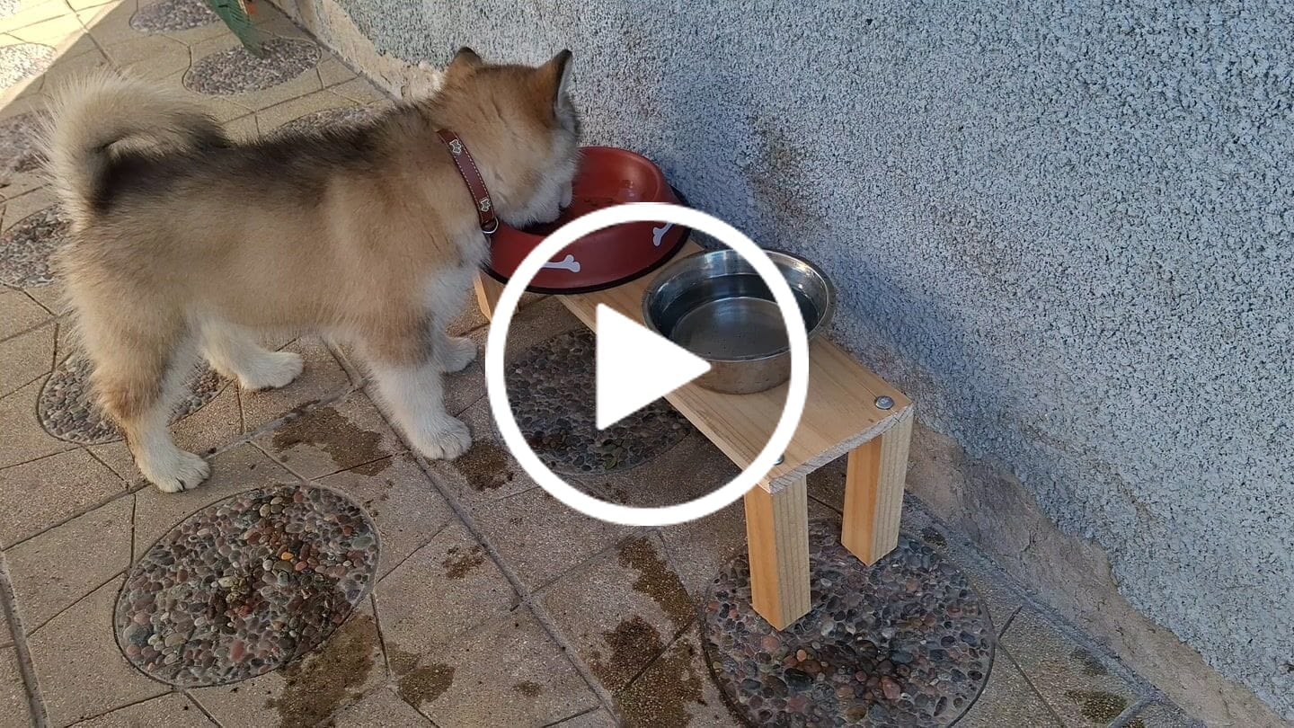 Customer video review of PetFamily Foods Cachorros