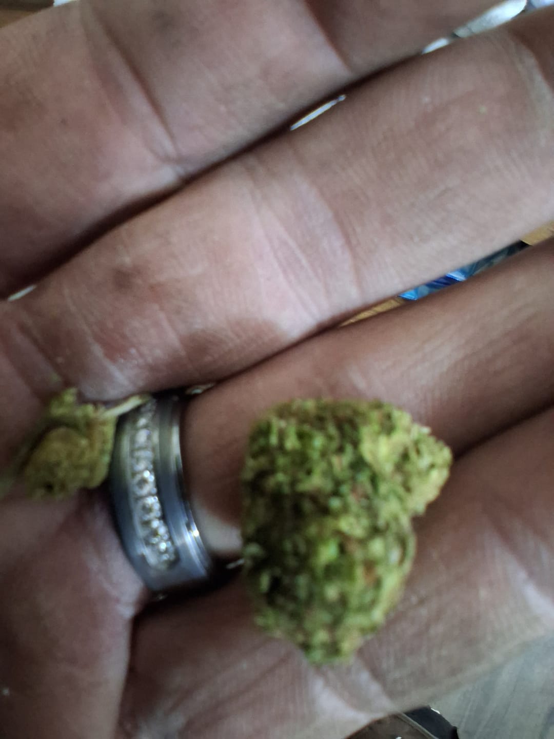 Customer photo review of Double Runtz Minis - Bulk Minis - Hybrid