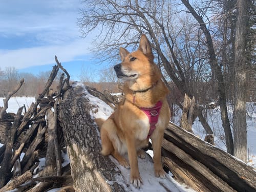 Customer photo review of Grain Free Whitefish Recipe - Dry Dog Food - Canadian Naturals