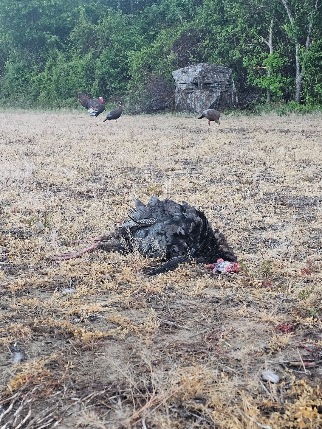 Customer photo review of FLASH SALE VisX/VisMax 270 Degree Ground Blind | See-Through Duck Blind & Portable Pop-Up Deer Blind | Camouflage Hunting Blinds & Best Budget Ground Options