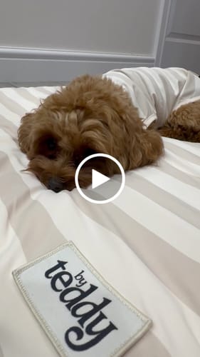 Customer video review of Summer Breeze Cooling Mat
