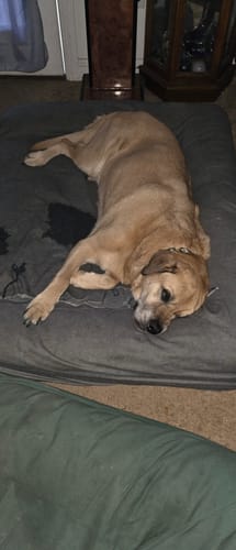 Customer's senior tan dog resting comfortably on a large, grey dog bed indoors.