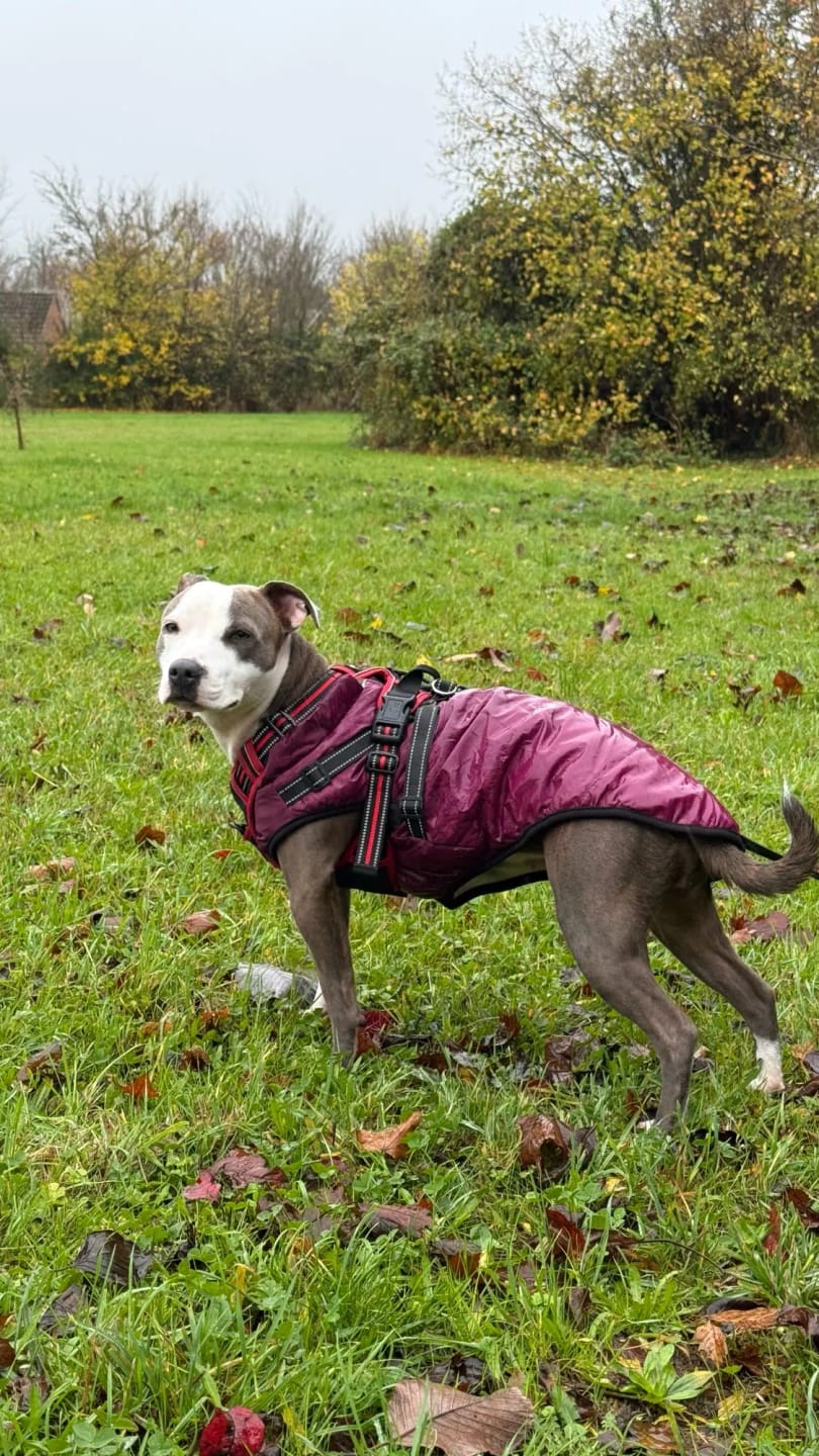 Customer photo review of Waterproof Warm Winter Dog Jacket With Harness | Dog Clothes