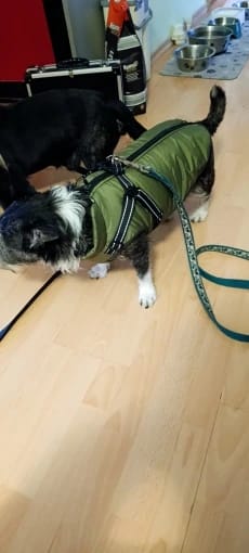 Customer photo review of Waterproof Warm Winter Dog Jacket With Harness | Dog Clothes