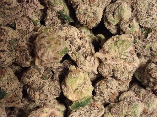 Customer photo review of Boutique Exotics Uncle Snoop - Bulk - Hybrid