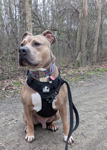 Customer photo review of Matching Black 6' Bully Proof Leash