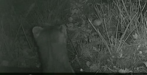Kundenfoto zeigt eine Nachtaufnahme eines Marders, die mit der Wildkamera im Gras gemacht wurde.