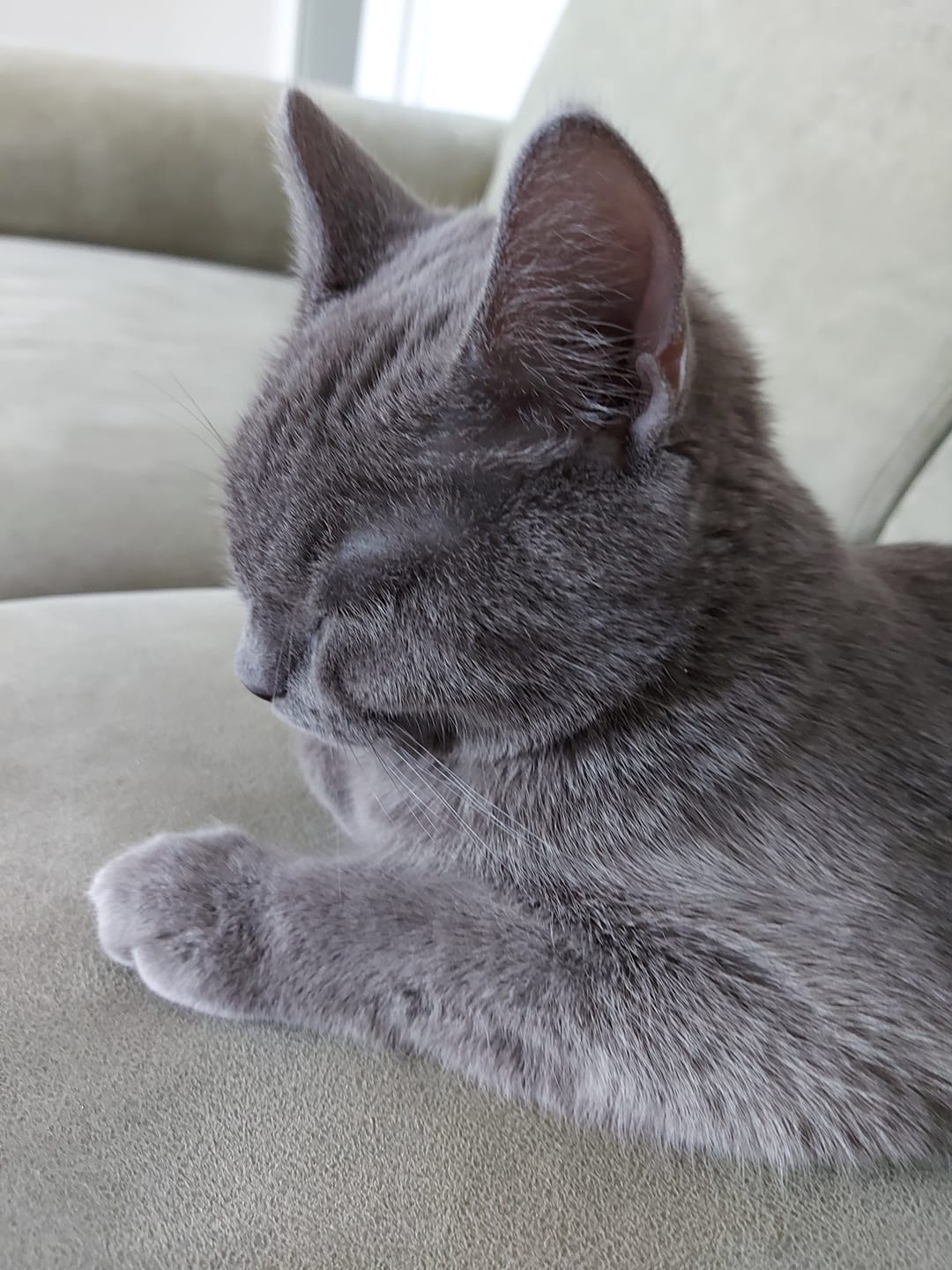 Customer photo review of Katzenklo Schaufel