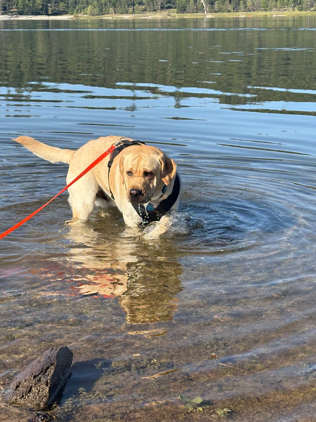 Customer photo review of Waterpoof Long Line / Training Lead | Built with BioThane®