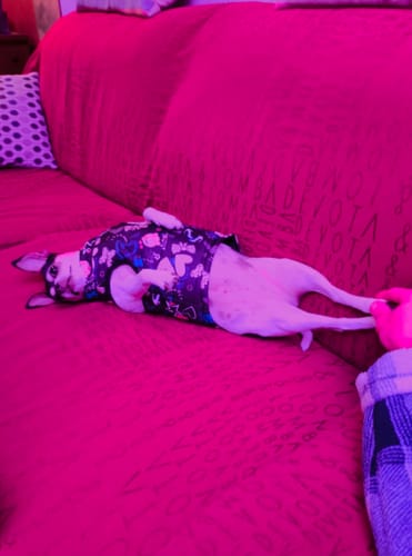 Customer photo review of DOG BLISS™ Triple Colágeno