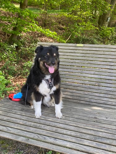 Der Hund einer Kundin, der Relax Time erhält, sitzt entspannt und glücklich auf einer Holzbank.