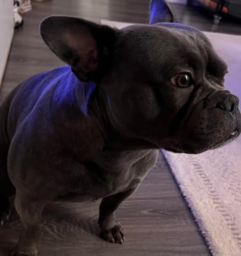Customer photo review of DOG BLISS™ Triple Colágeno
