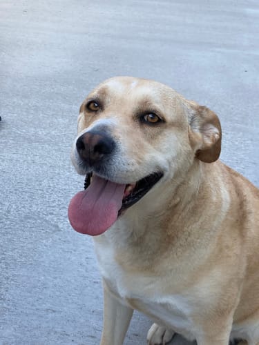 A reviewer's happy yellow dog, who enjoys the 6 Inch Standard Bully Stick.