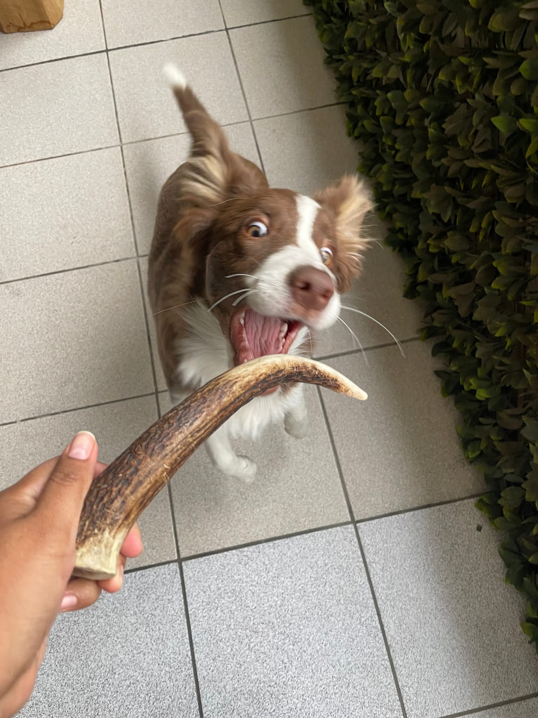 Customer photo review of Asta de ciervo para perros - Regular