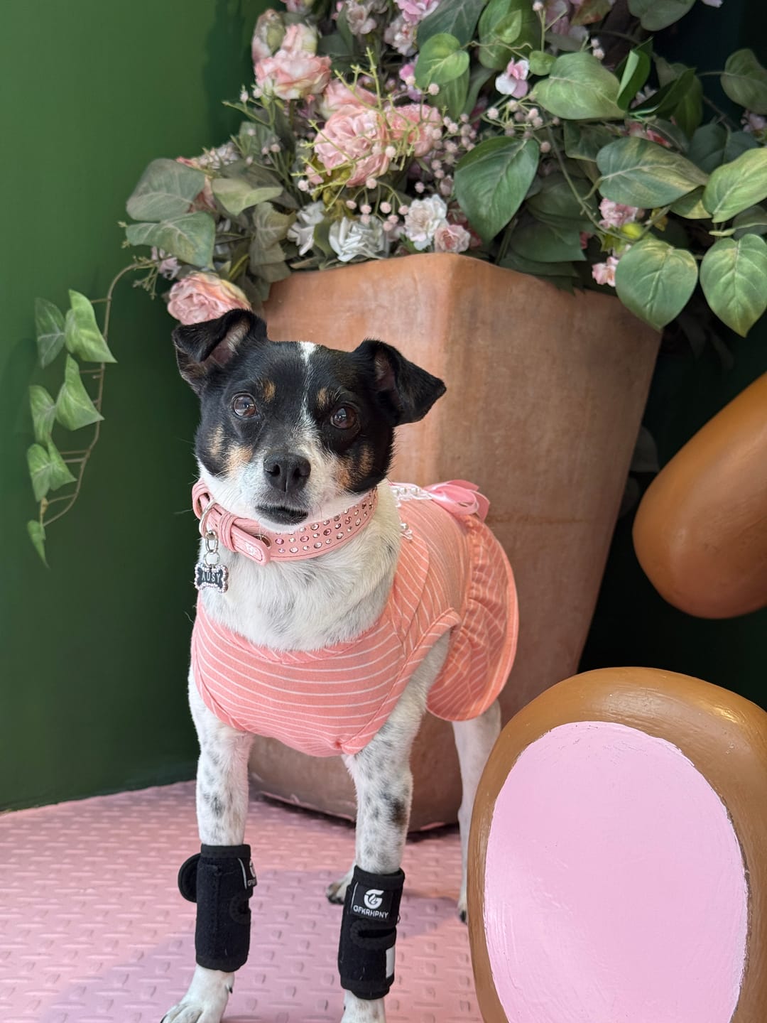Customer photo review of Collar Ginger Rosa