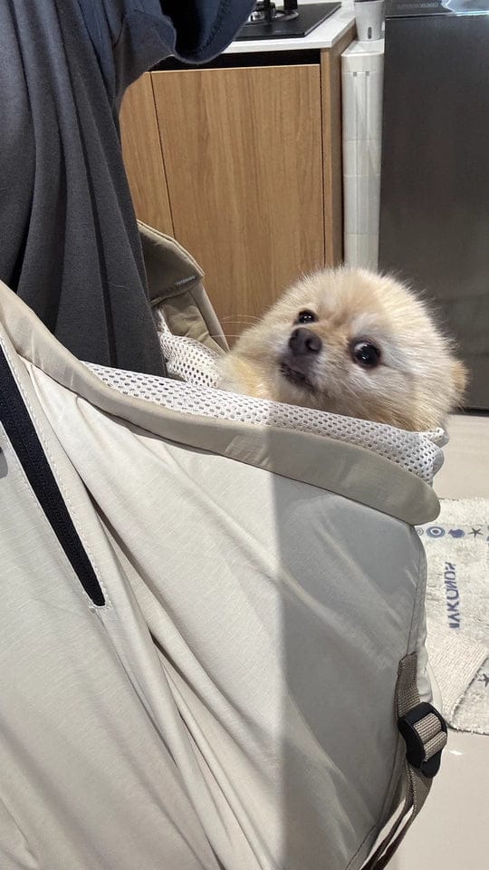 Customer photo review of Wide-Strap Cradle-Style Structured Pet Sling Carrier Bag