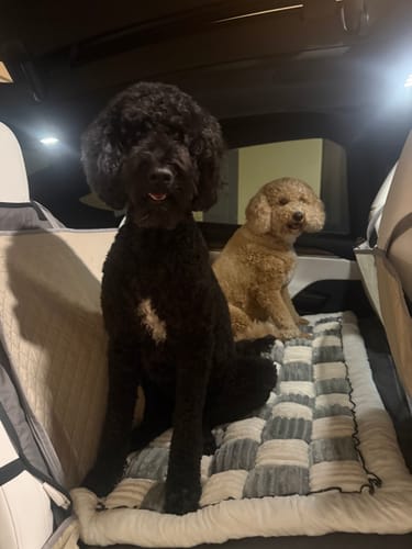 Customer's two poodles sitting on the Foldable Hammock Car Seat Cover in the back of a car.