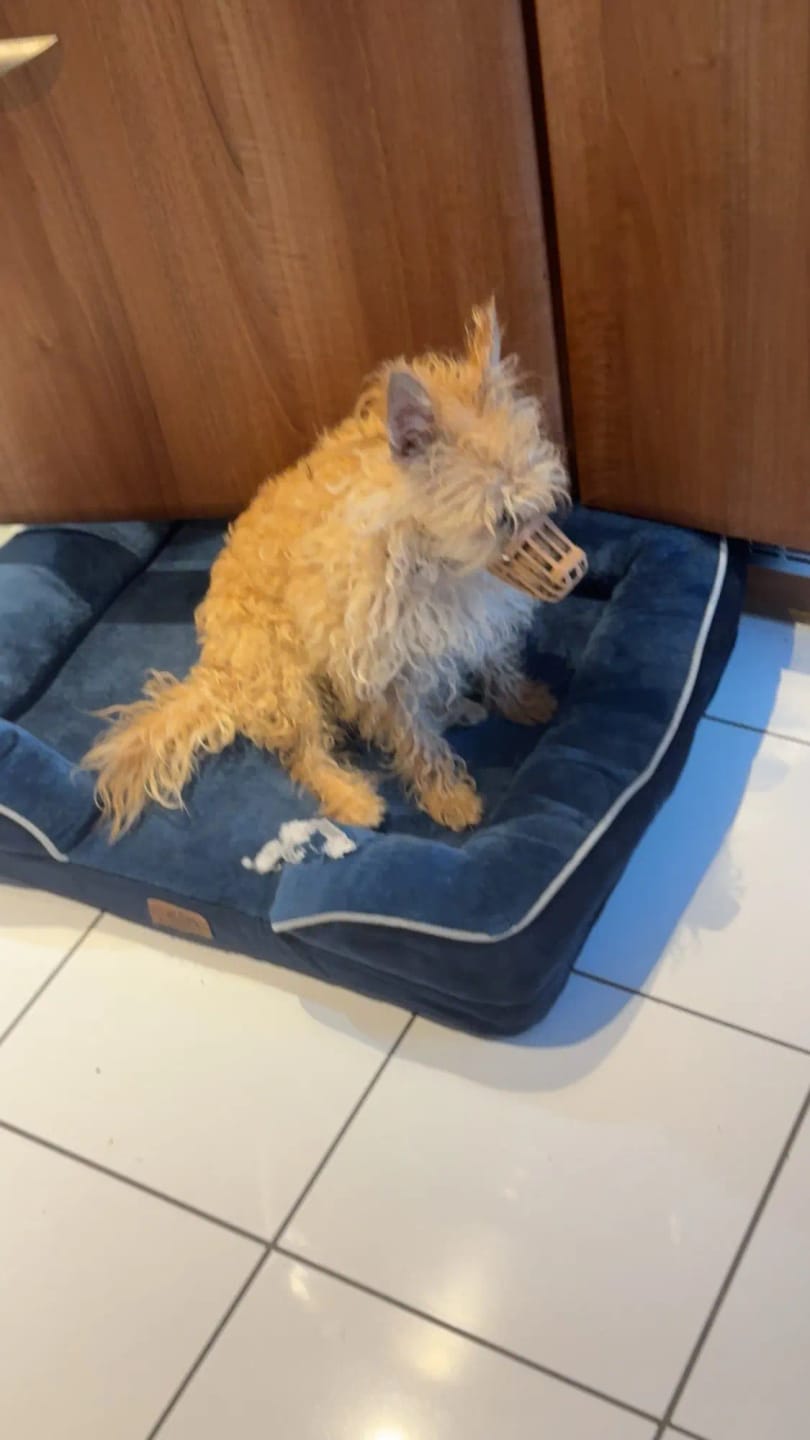 Customer photo review of Waterproof Warm Winter Dog Jacket With Harness | Dog Clothes