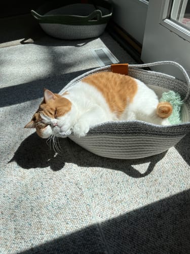 Customer photo review of Instinct Basket | Meet the first research-backed natural territory for indoor cats
