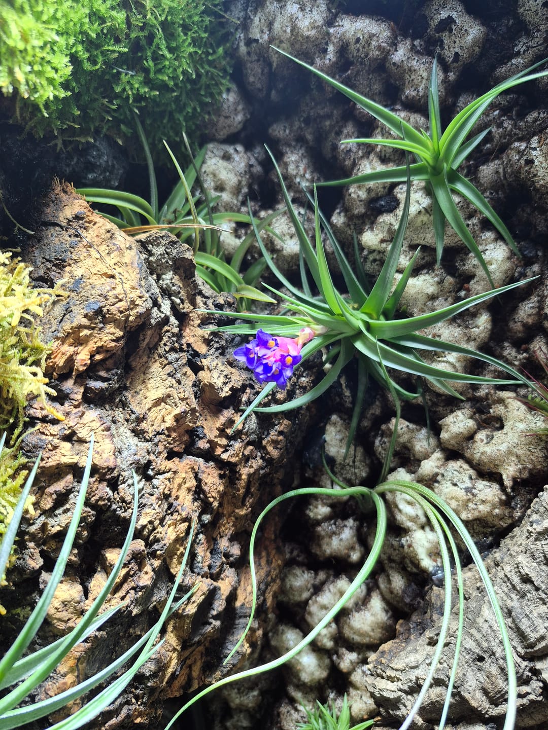 Customer photo review of 10 Pack Premium Air Plants Mix  *Cannot Be Shipped Internationally*