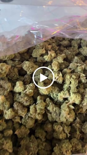 Customer photo review of Star Dog - Bulk - Indica