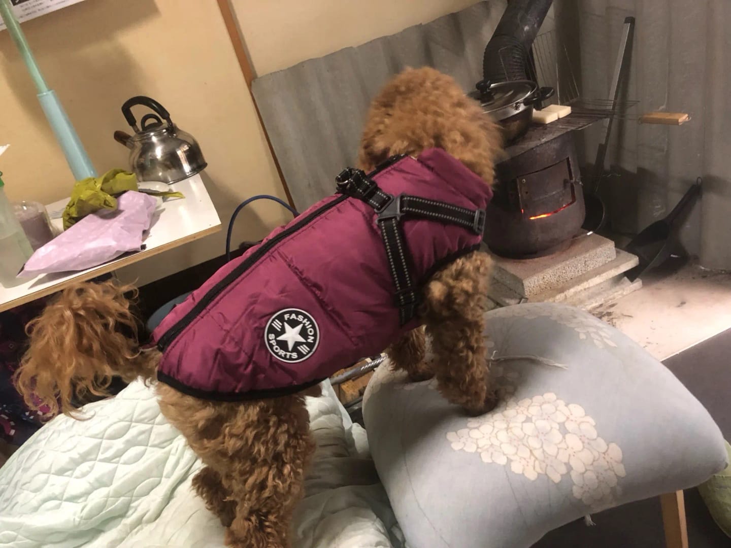 Customer photo review of Waterproof Warm Winter Dog Jacket With Harness | Dog Clothes