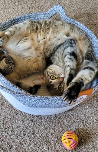 Customer photo review of Instinct Basket | Meet the first research-backed natural territory for indoor cats