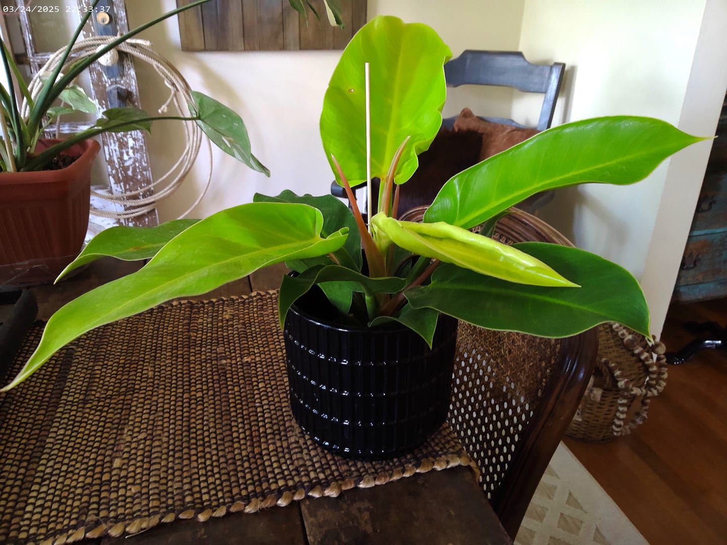 Customer photo review of Philodendron 'Moonlight'