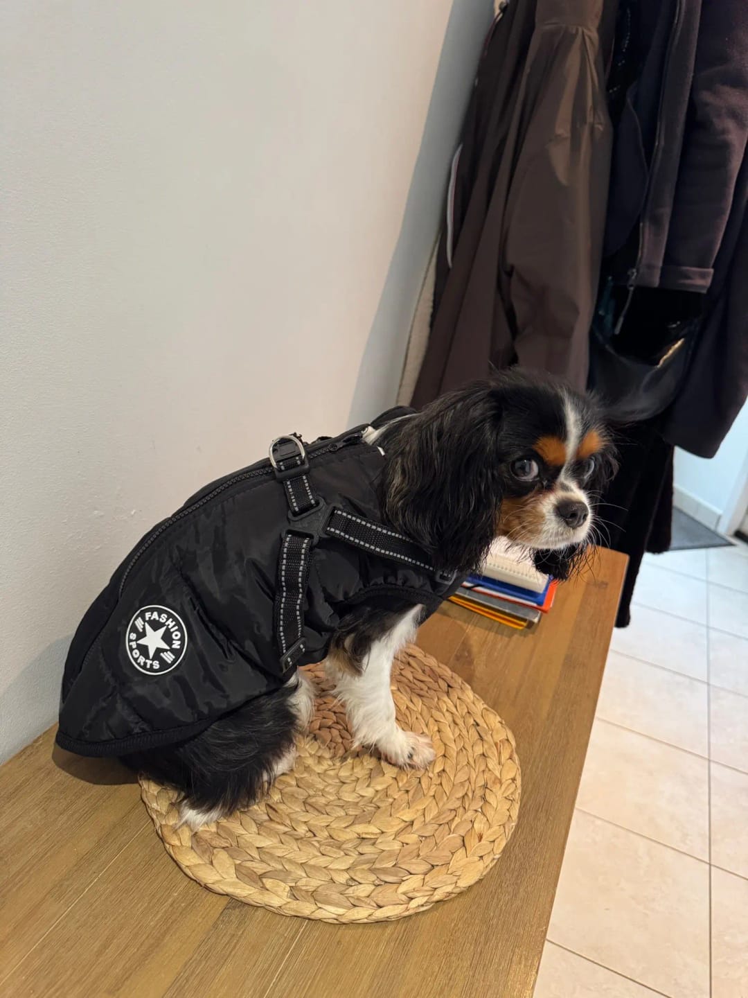 Customer photo review of Waterproof Warm Winter Dog Jacket With Harness | Dog Clothes
