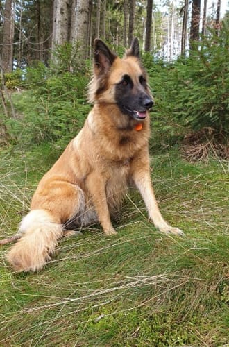 Customer photo review of DOG BLISS™ Triple Colágeno