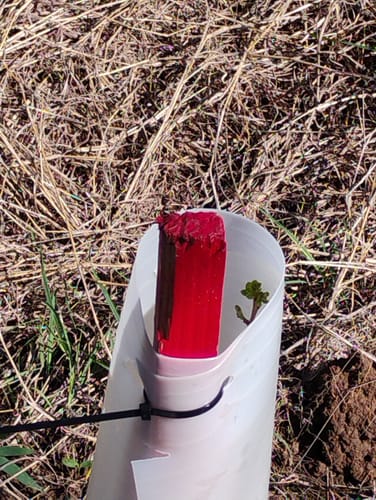 Customer photo review of Tree Pro Grow Tubes