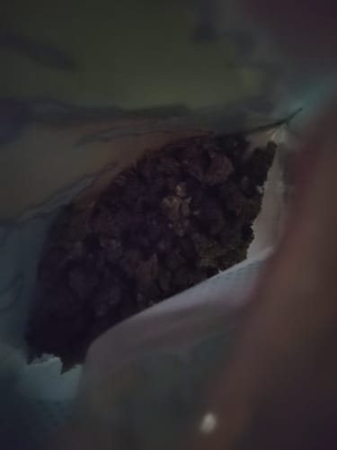 Customer photo review of Orange Creamsicle Indoor - Bulk - Sativa