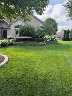 Customer photo review of GCI Turf Cool Blue Grass Seed