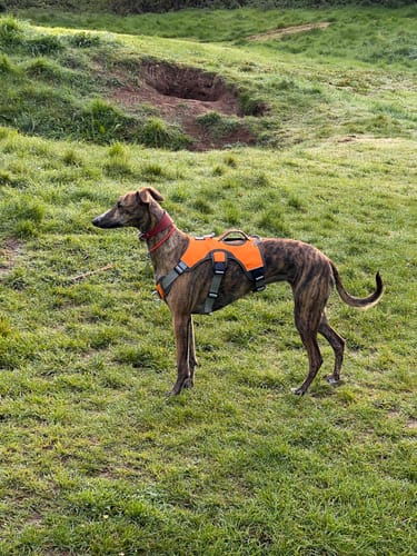 Customer photo review of Escape proof Harness (3 Strap)