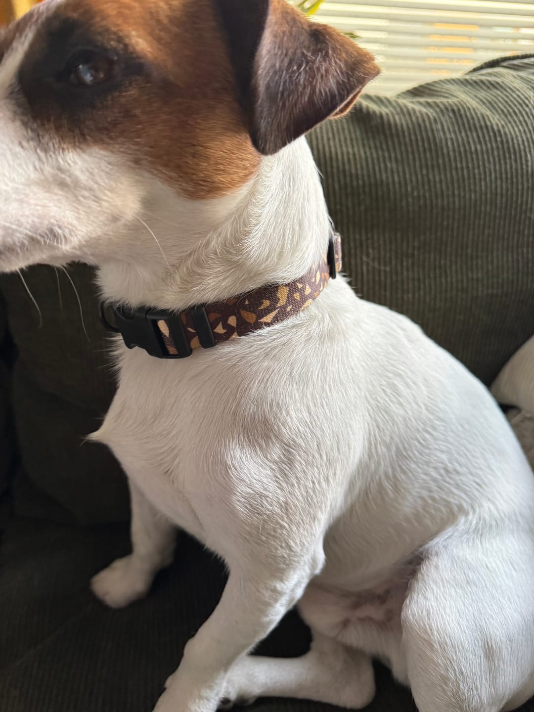 Customer photo review of Obroża "Brownie Terrazzo" - czarne okucia