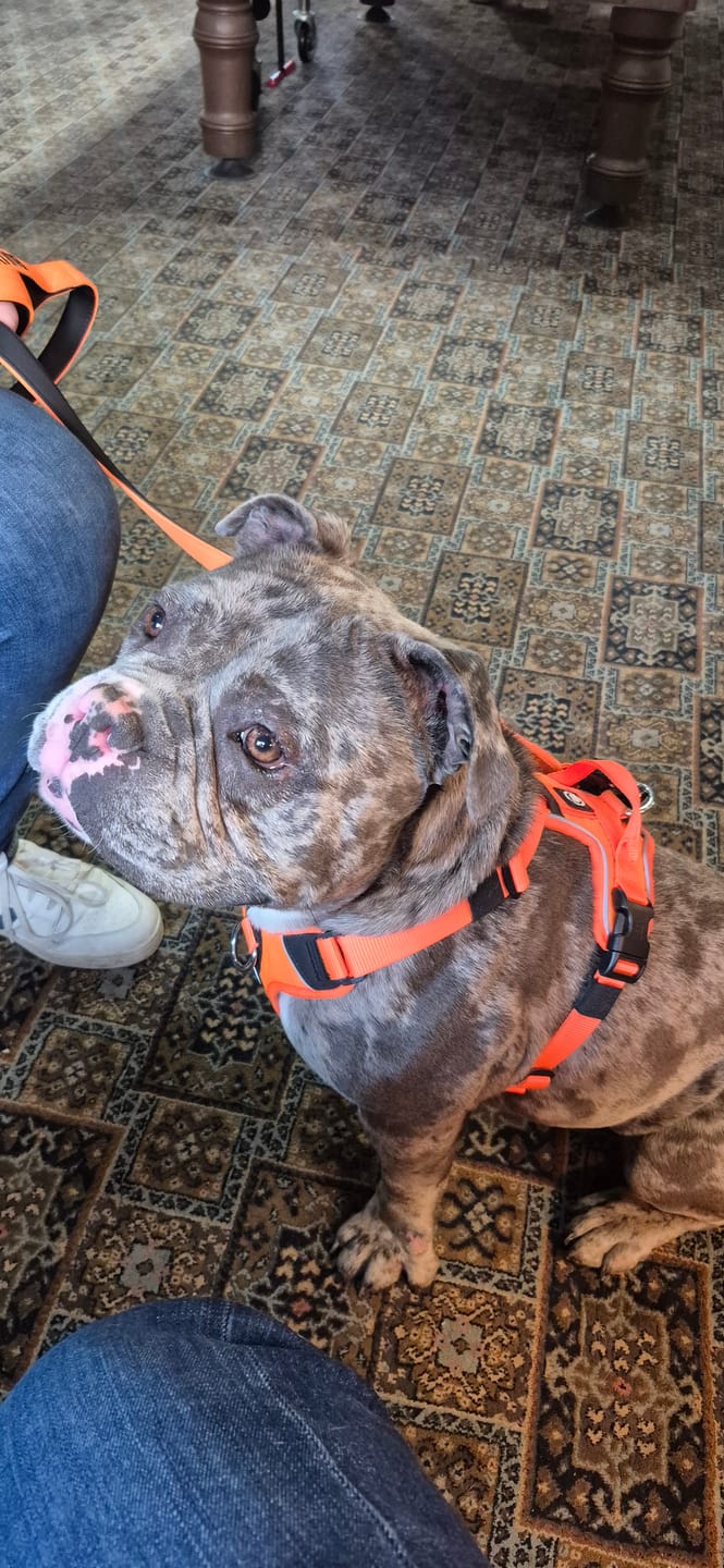 Customer photo review of 1.4m Swivel Combat Lead | Anti-Tangle & Secure Clip - Orange