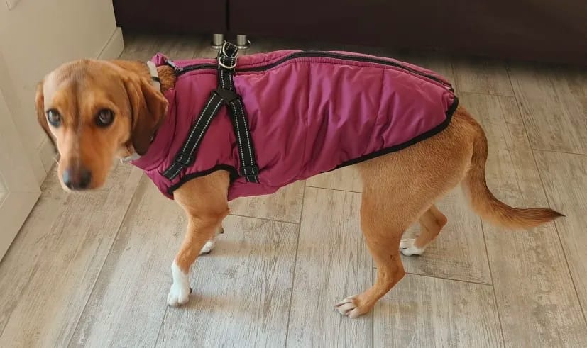 Customer photo review of Waterproof Warm Winter Dog Jacket With Harness | Dog Clothes