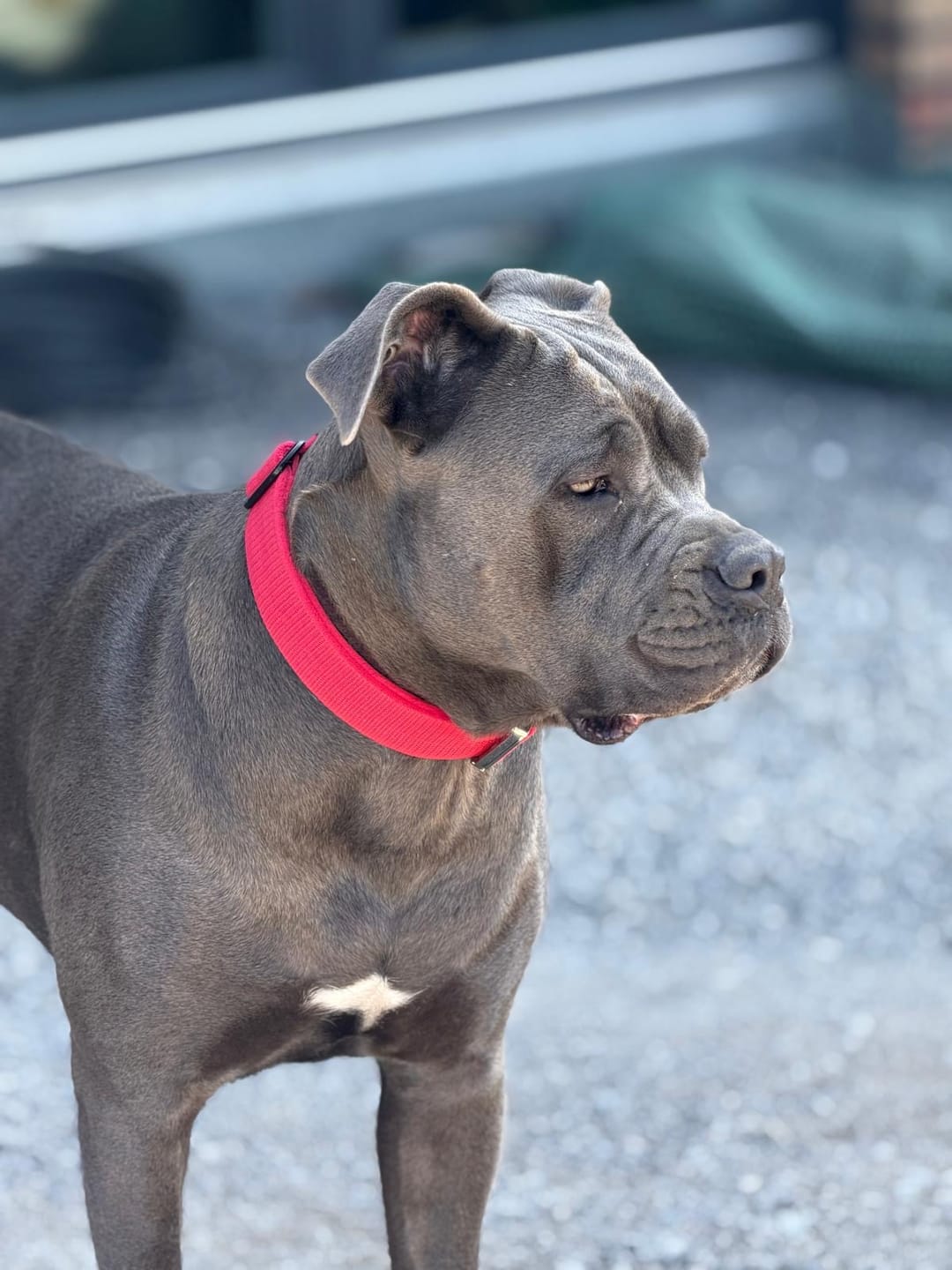 Customer photo review of Guard Leash Rött - Väktarkoppel med extra handtag