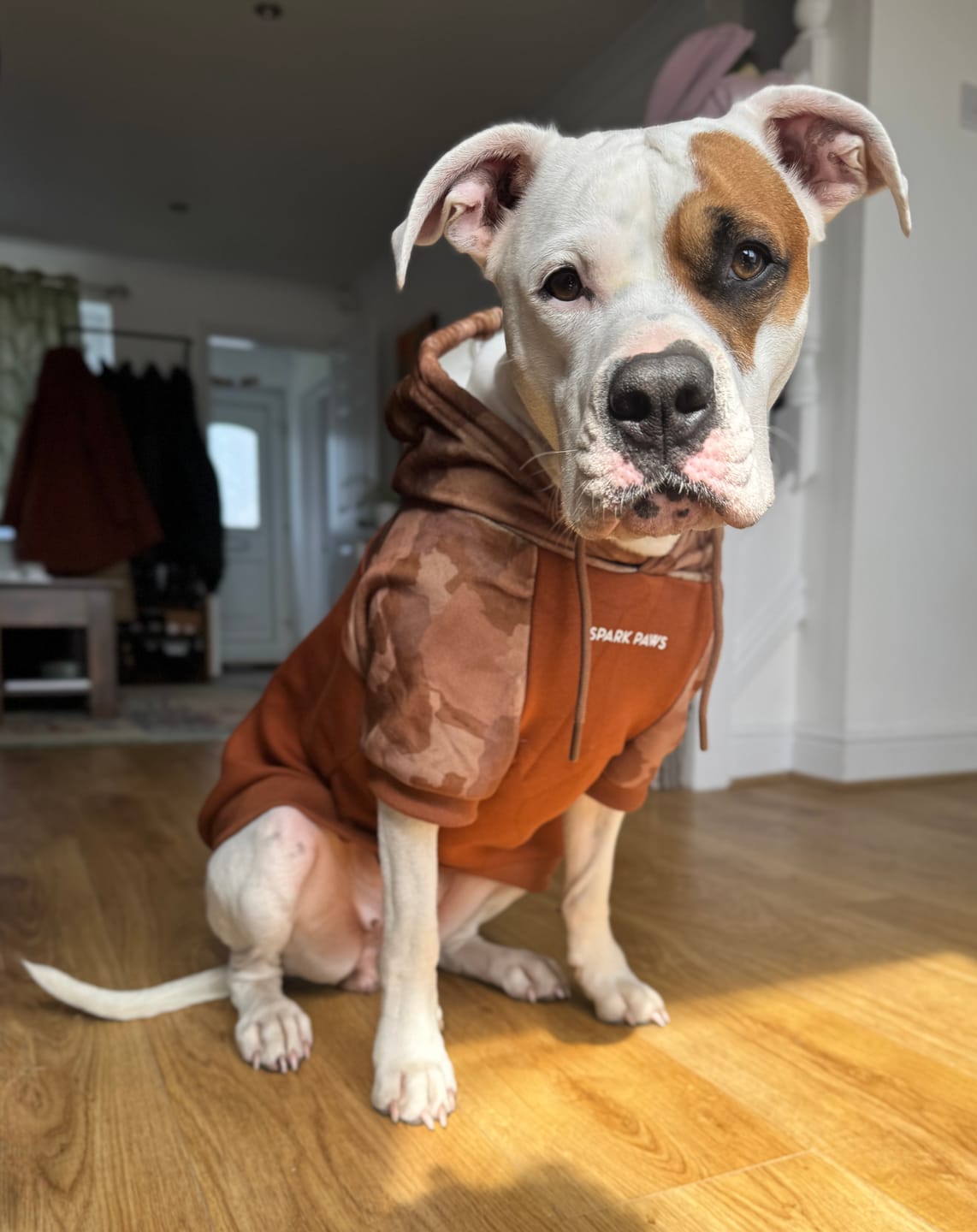 Customer photo review of Desert Camo Dog Hoodie