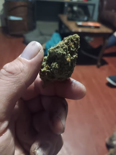 Customer holding a single, dense bud of Sherb Cream Pie flower in their hand indoors.