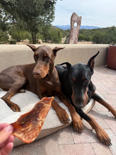 Customer holds a treat from the Large Dog Bundle for two interested Doberman dogs lying on a pet bed.
