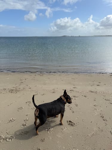 Customer photo review of 4cm LIGHTER Combat® Collar | Handle Rated Clip - Tan x Tan