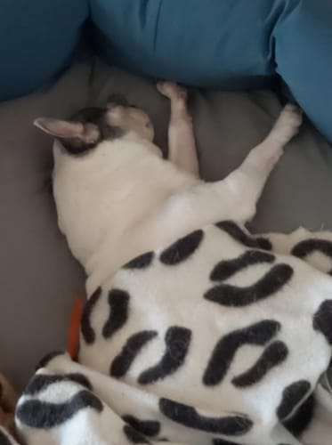 Customer photo review of DOG BLISS™ Triple Colágeno