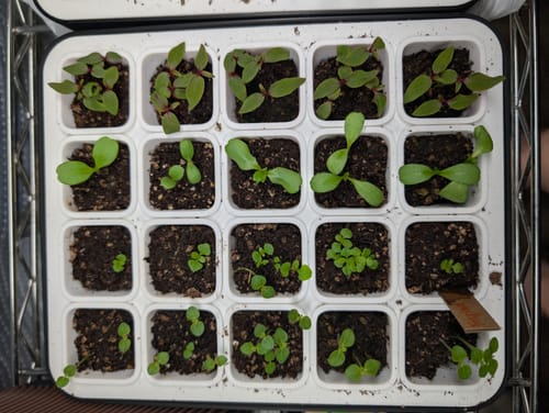Customer photo review of Haven Prints Seed Starter Kit | 20-Cell Modular Tray with Drainage Inserts