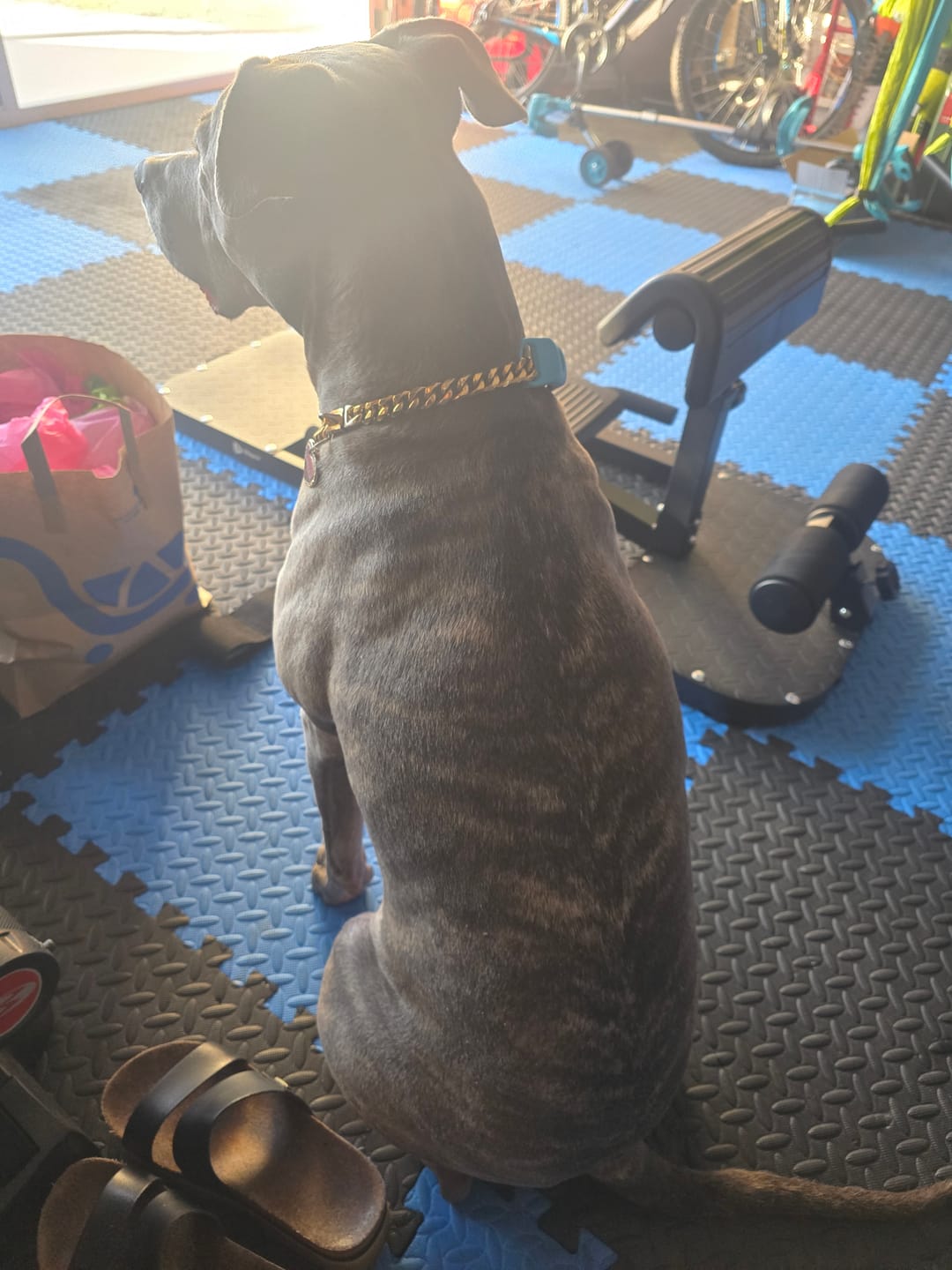 Customer photo review of Wild Alaskan Salmon Oil for Dogs | Omega 3, 6 & 9 | Petsmont Omega Love+